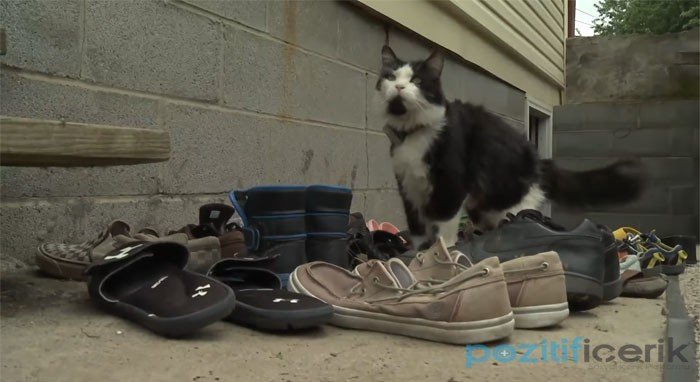 komşuların ayakkabılarını çalan kedi