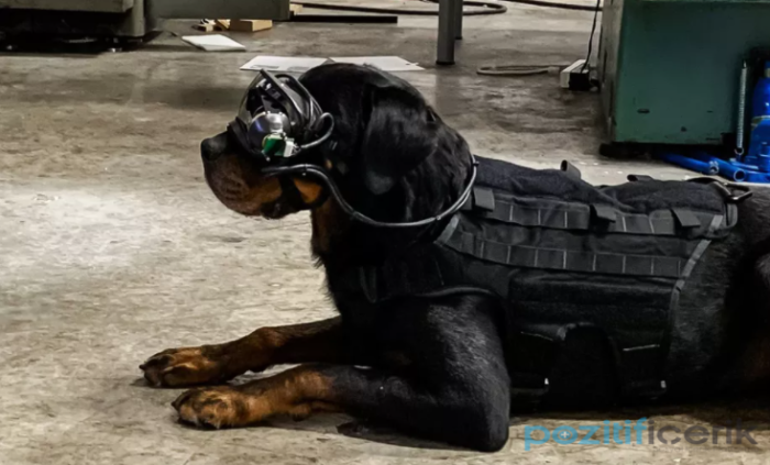 abd ordusu, köpekler için artırılmış gerçeklik gözlük test ediyor'