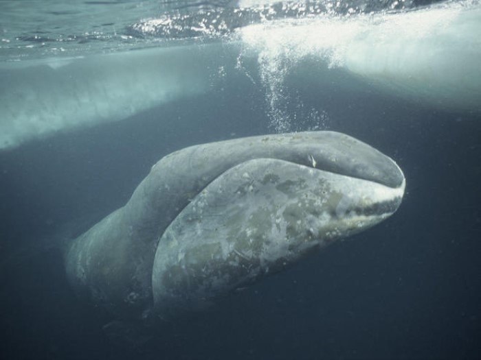 7. grönland balinası