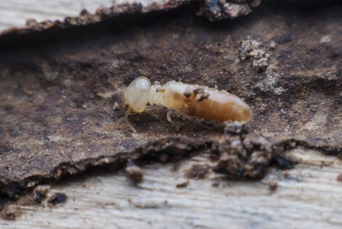 9. termit