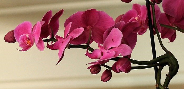 aspirinle orkide bakımı