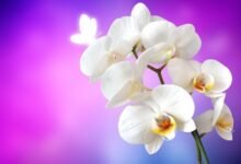 orkide bakımı ve püf noktaları