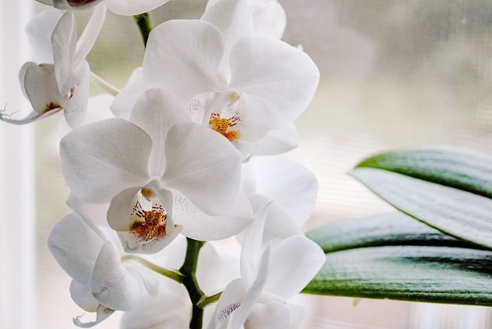 orkide nasıl sulanır