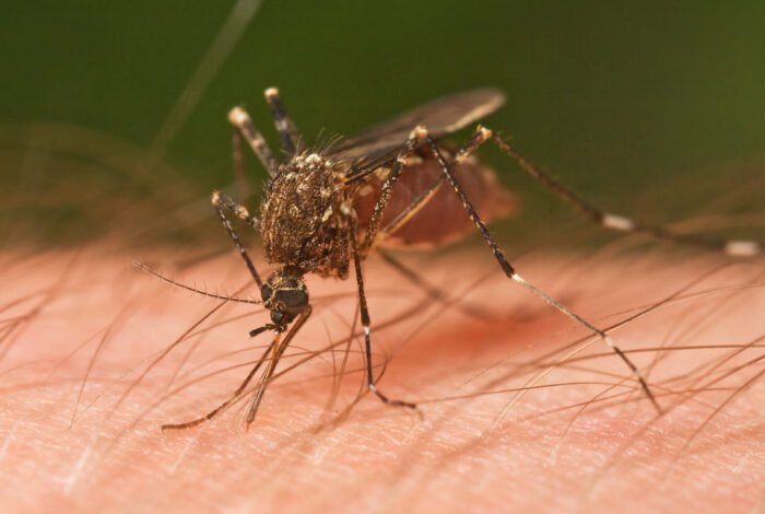 sivrisinek isırığına ne i̇yi gelir? sivrisinek isırığının çok şişmesi neden olur?