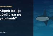 Deniz altında ilerleyen köpek balığı illüstrasyonu; deniz güvenliği rehberi