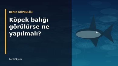 Deniz altında ilerleyen köpek balığı illüstrasyonu; deniz güvenliği rehberi